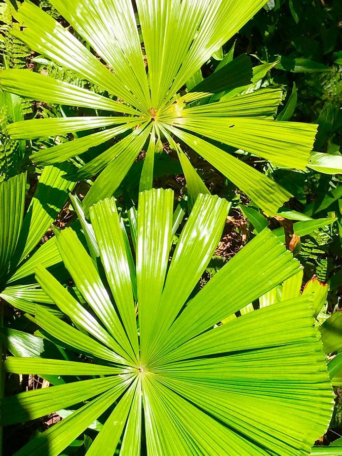 Daintree Magic Holiday House Cow Bay Luaran gambar