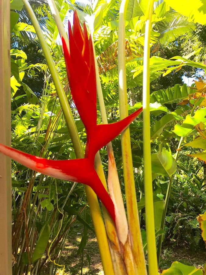 Daintree Magic Holiday House Cow Bay Luaran gambar